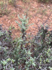 Maireana pyramidata