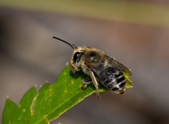 Trichocolletes