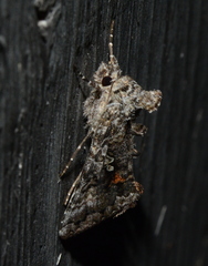 Syngrapha octoscripta