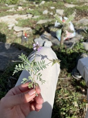 Astragalus hypoleucus