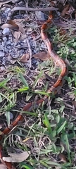 Pantherophis guttatus