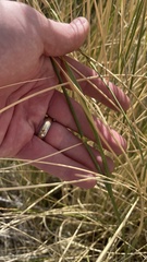 Leymus cinereus
