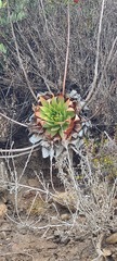 Dudleya brittonii