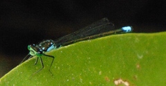 Ischnura damula