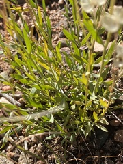 Menodora scabra