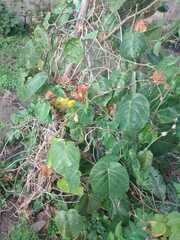 Polyscias scutellaria