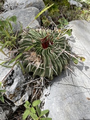 Echinofossulocactus lamellosus