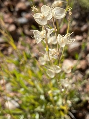 Menodora scabra