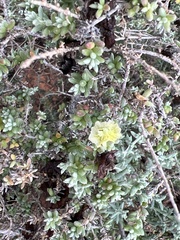 Maireana pyramidata