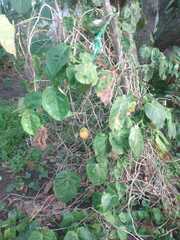 Polyscias scutellaria