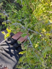 Malpighia diversifolia