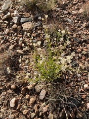 Menodora scabra
