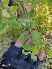 Malpighia diversifolia