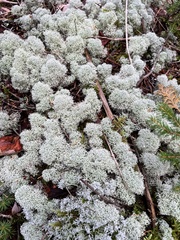 Cladonia stellaris