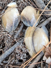 Utterbackia imbecillis