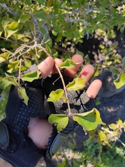 Malpighia diversifolia