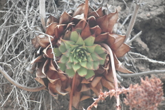 Dudleya brittonii