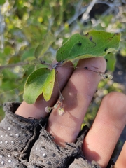 Malpighia diversifolia