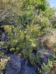 Malpighia diversifolia