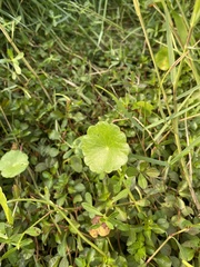 Hydrocotyle
