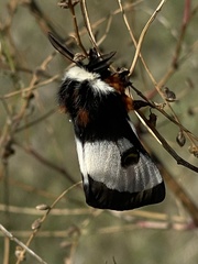 Hemileuca nevadensis