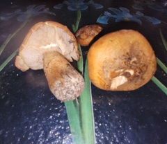 Tricholoma aurantium