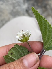 Lantana hispida