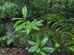 Costaceae