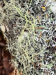 Usnea rubicunda