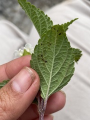 Lantana hispida