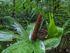 Costaceae