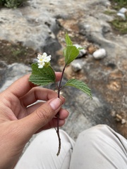 Lantana hispida