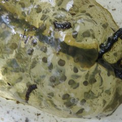 Ambystoma gracile