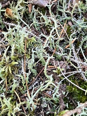 Cladonia squamosa