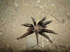 Aphonopelma eutylenum