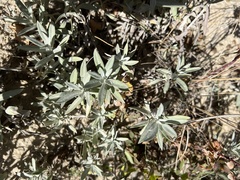 Artemisia ludoviciana