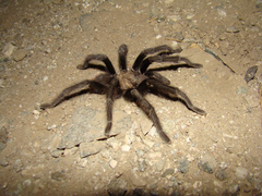 Aphonopelma eutylenum