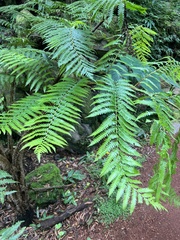 Cyathea cooperi