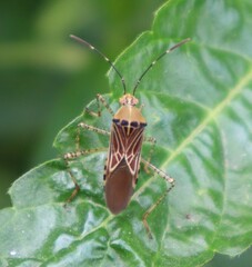 Hypselonotus lineatus