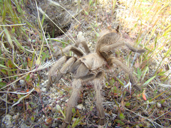 Aphonopelma eutylenum