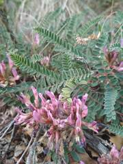 Astragalus monspessulanus