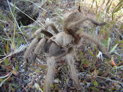 Aphonopelma eutylenum