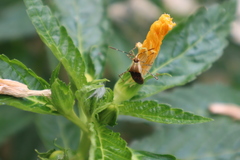 Hypselonotus lineatus