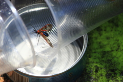 Cosmosoma cingulatum