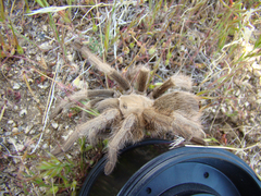 Aphonopelma eutylenum
