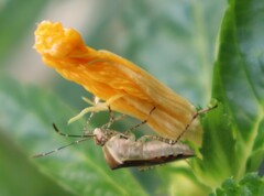 Hypselonotus lineatus