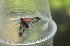 Cosmosoma cingulatum