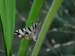 Conchylodes salamisalis