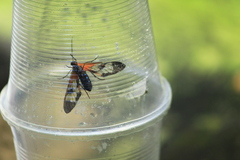 Cosmosoma cingulatum