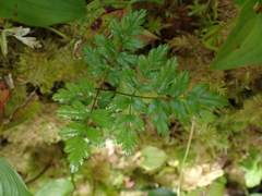 Coptis aspleniifolia